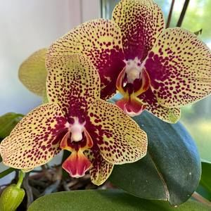 Meet your Posher, Dana